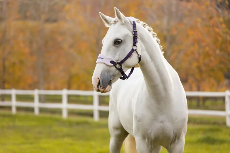 LeMieux Vogue Headcollar and Leadrope Juniper/Lilac-1