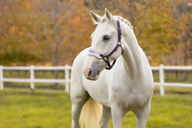 LeMieux Vogue Headcollar and Leadrope Juniper/Lilac-2