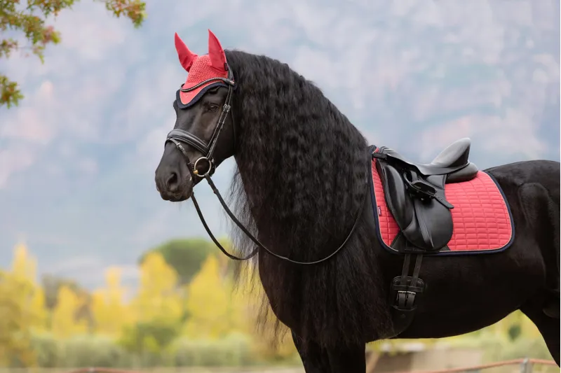 LeMieux Suede Dressage Square Cranberry-3