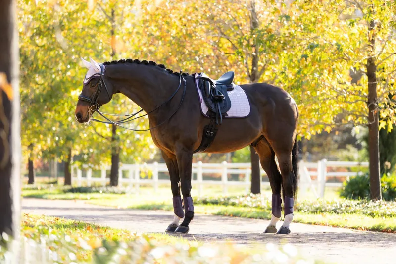 LeMieux Merino+ Suede Dressage Square in Lilac-1