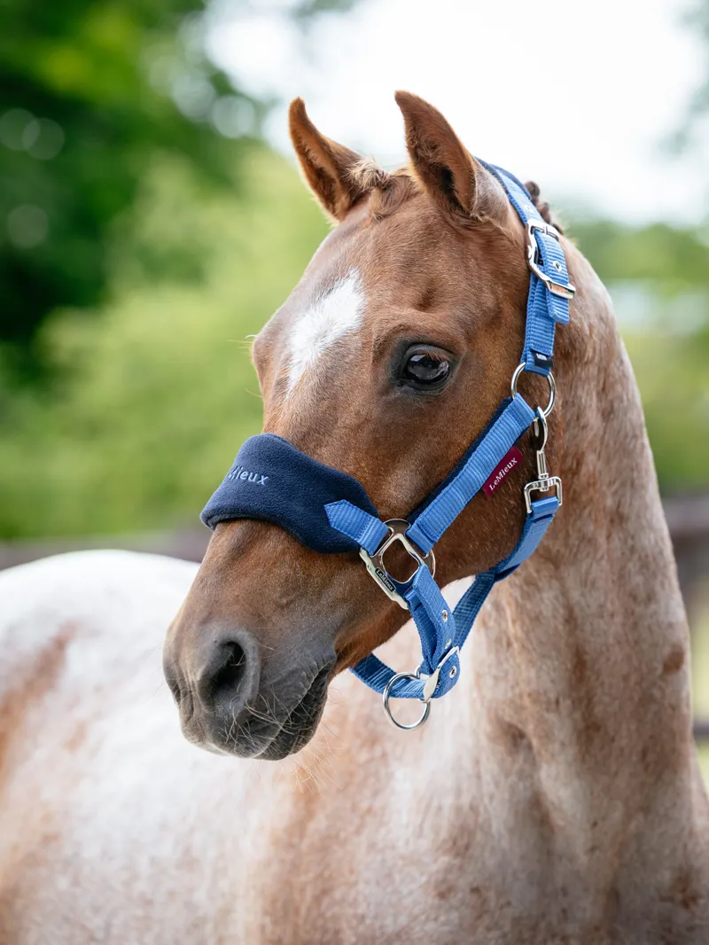 Mini Vogue Headcollar and Leadrope Benetton Blue-1