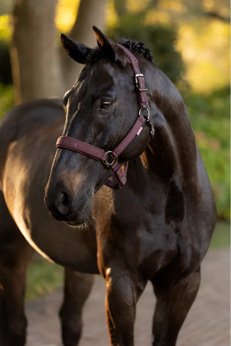 LeMieux Essence Headcollar Damson-2