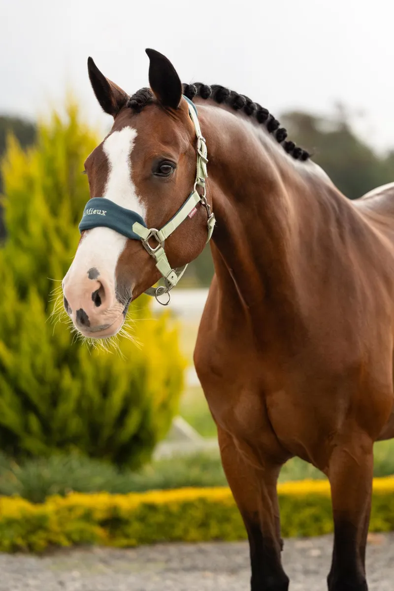LeMieux Vogue Headcollar and Leadrope in Macaron-1
