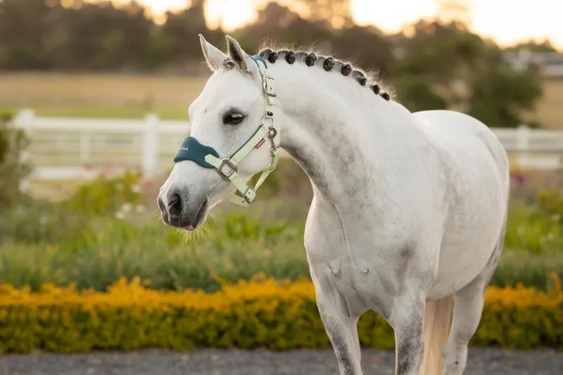 LeMieux Mini Vogue Headcollar and Leadrope in Macaron-1