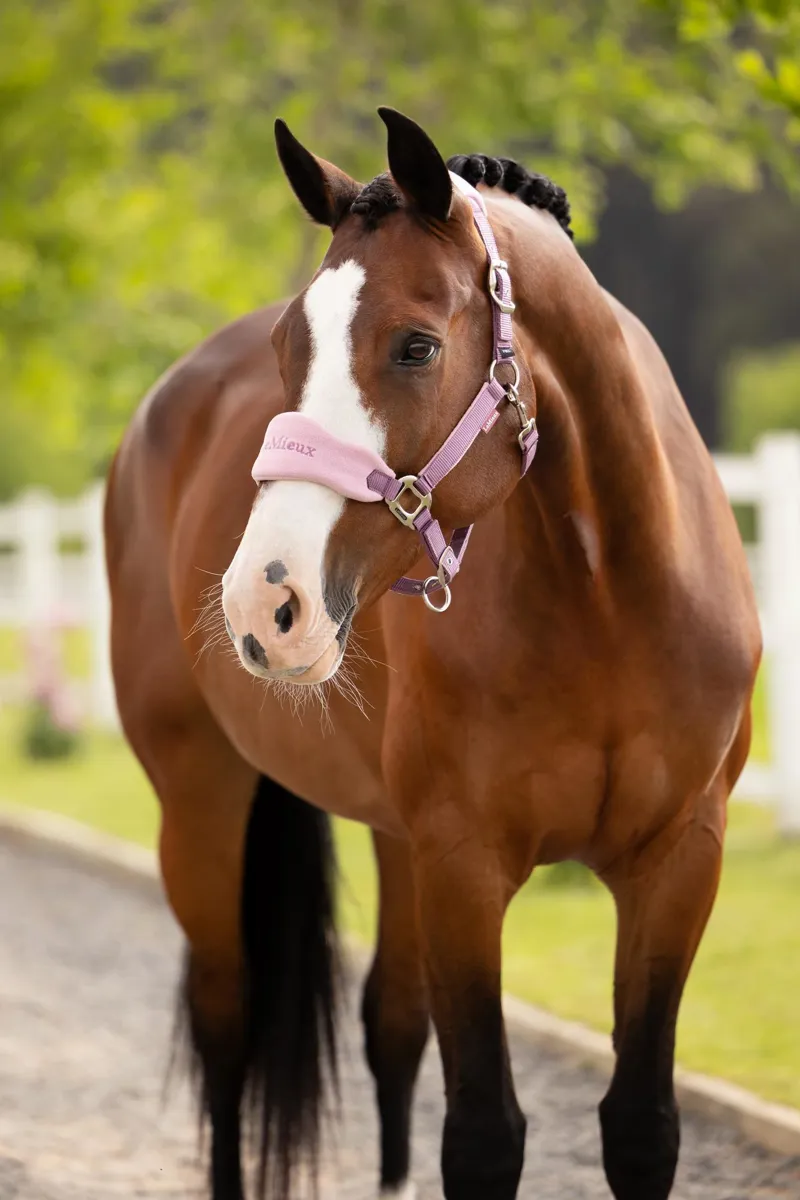 LeMieux Vogue Headcollar and Leadrope in Mallow-1