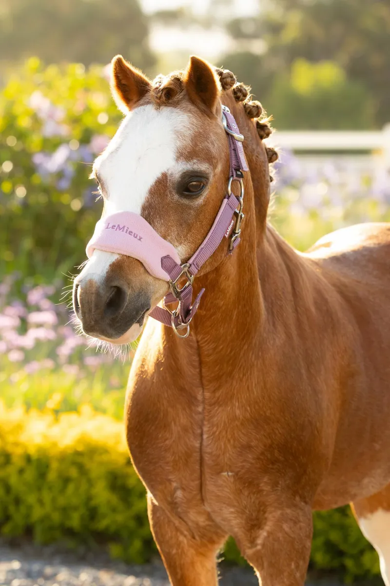 LeMieux Vogue Headcollar and Leadrope in Mallow-2