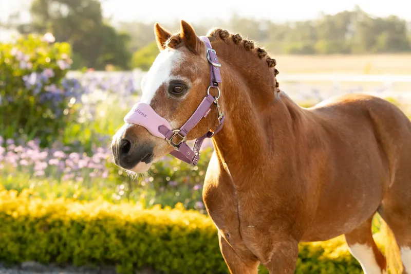 LeMieux Vogue Headcollar and Leadrope in Mallow-3