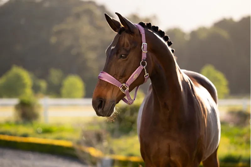 LeMieux Versailles Headcollar in Mallow-1