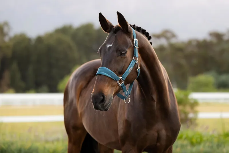 LeMieux Versailles Headcollar in Jungle-2