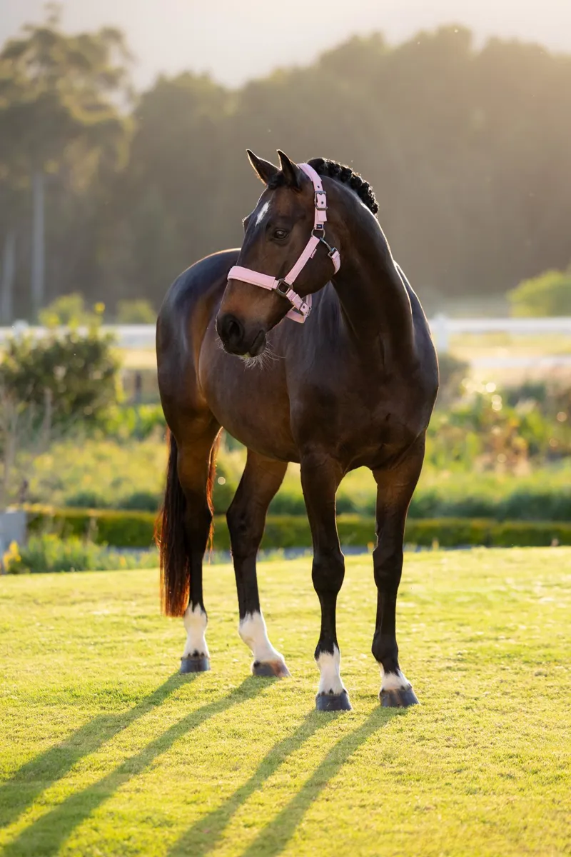 LeMieux Essence Headcollar in Fondant-2