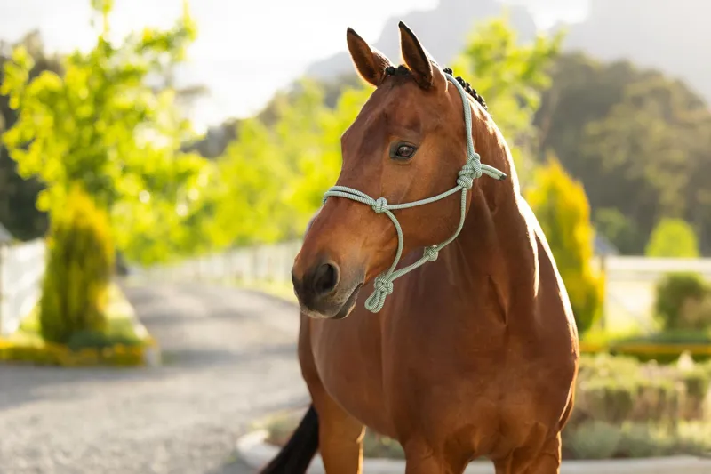  LeMieux Rope Halter in Macaron-1