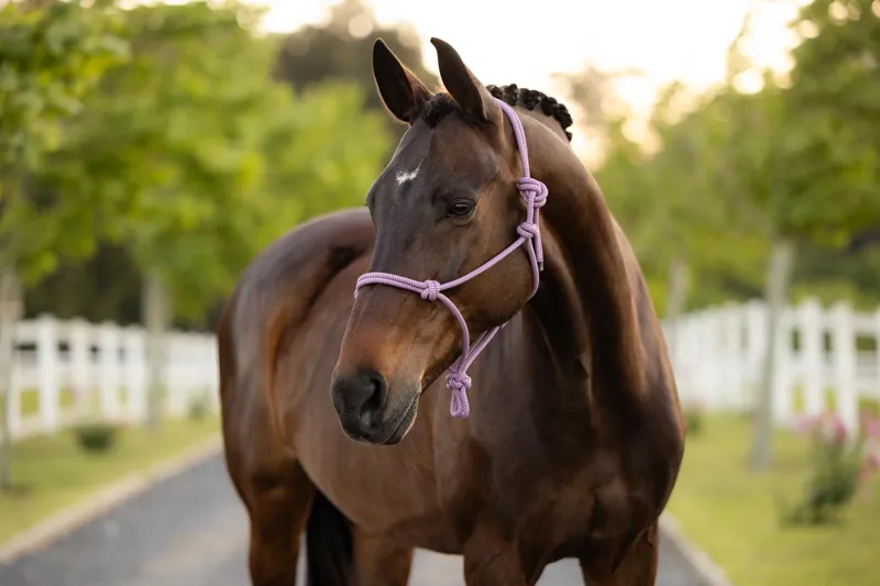  LeMieux Rope Halter in Fondant-1