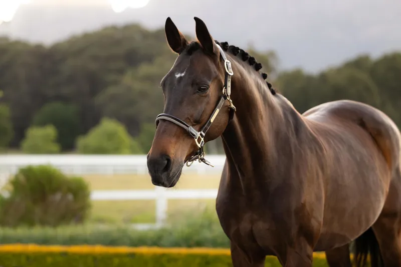 LeMieux Rope Control Headcollar in Pecan-1