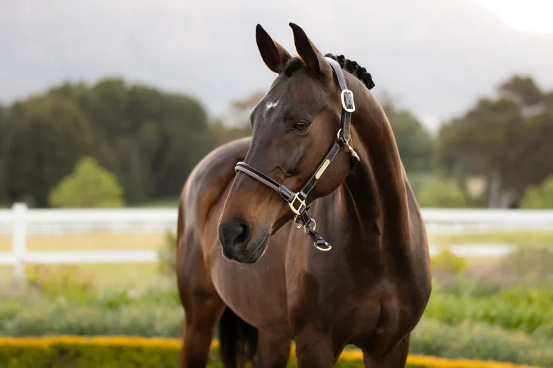 LeMieux Rope Control Headcollar in Pecan-2
