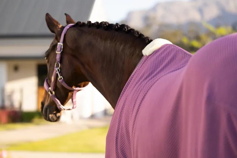 LeMieux Kudos Bamboo Cooler in Mallow-4