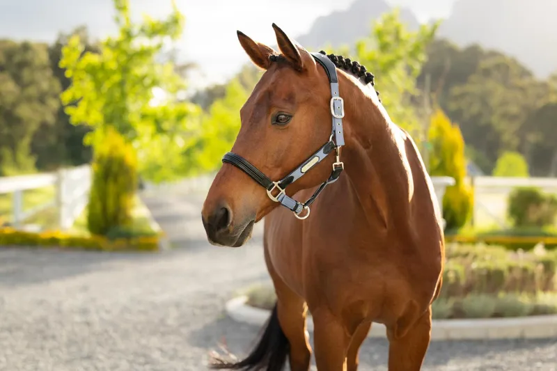 LeMieux Capella Headcollar in Powder Blue-1