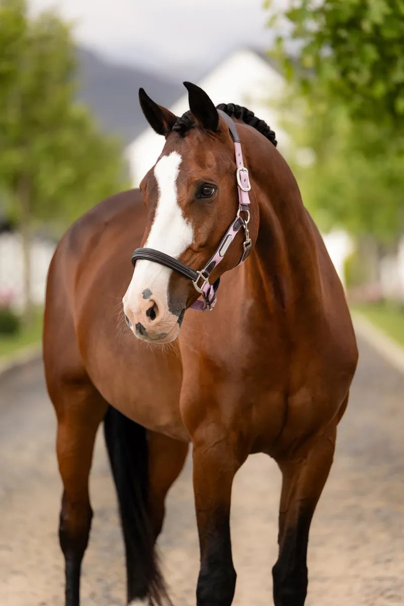LeMieux Capella Headcollar in Fondant-1