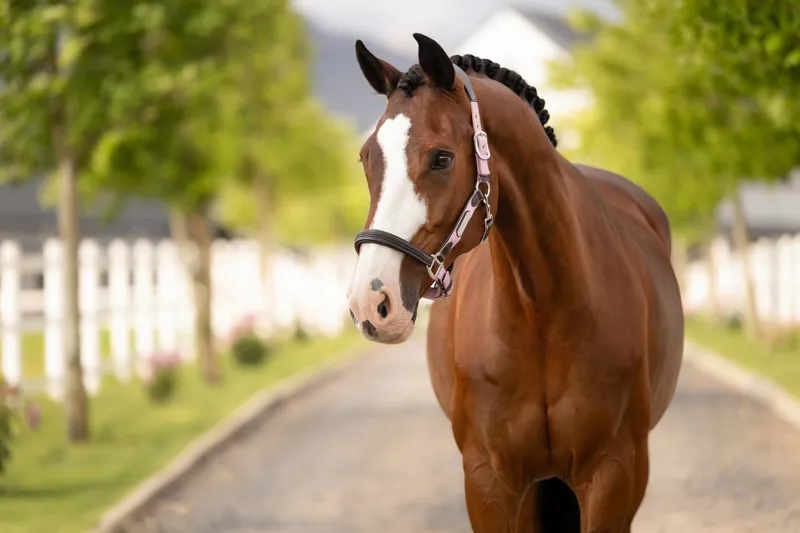LeMieux Capella Headcollar in Fondant-2