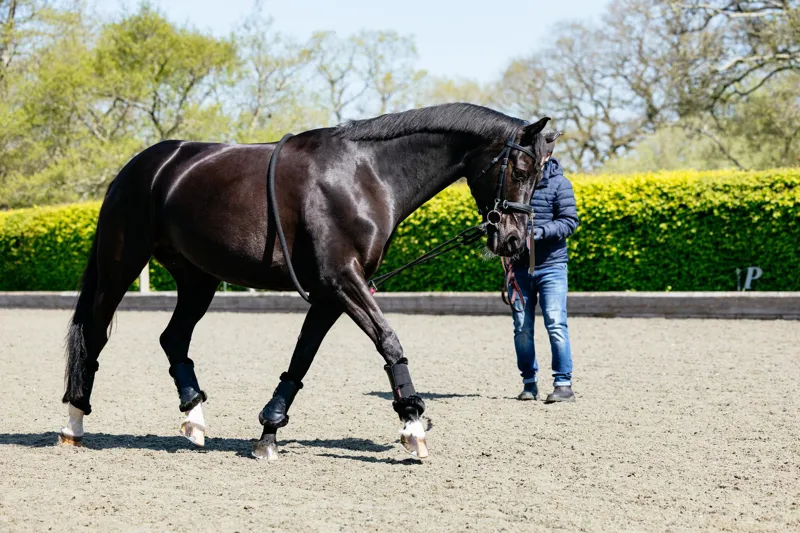 LeMieux Rope Lunging Aid Black-2