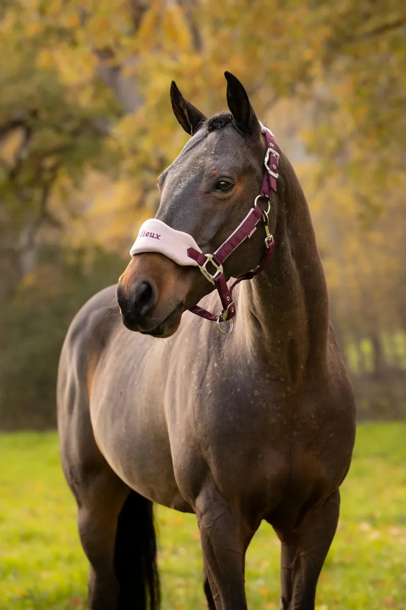 LeMieux Mini Vogue Headcollar and Leadrope in Blackberry and Wild Rose-1