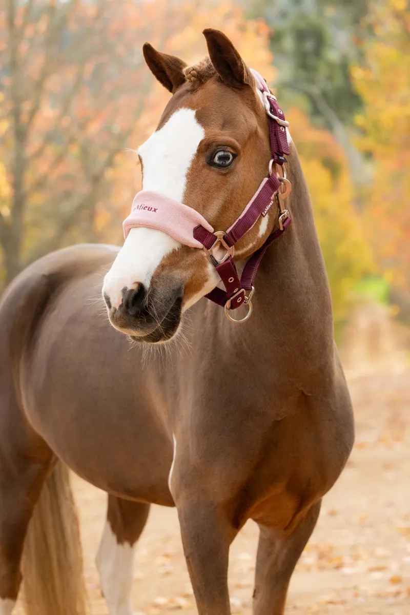 LeMieux Vogue Headcollar and Leadrope in Wild Rose-2