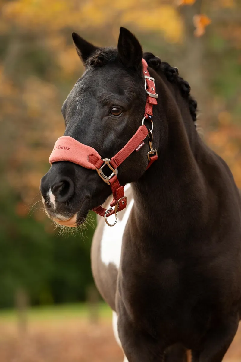  LeMieux Mini Vogue Headcollar and Leadrope in Russet-2