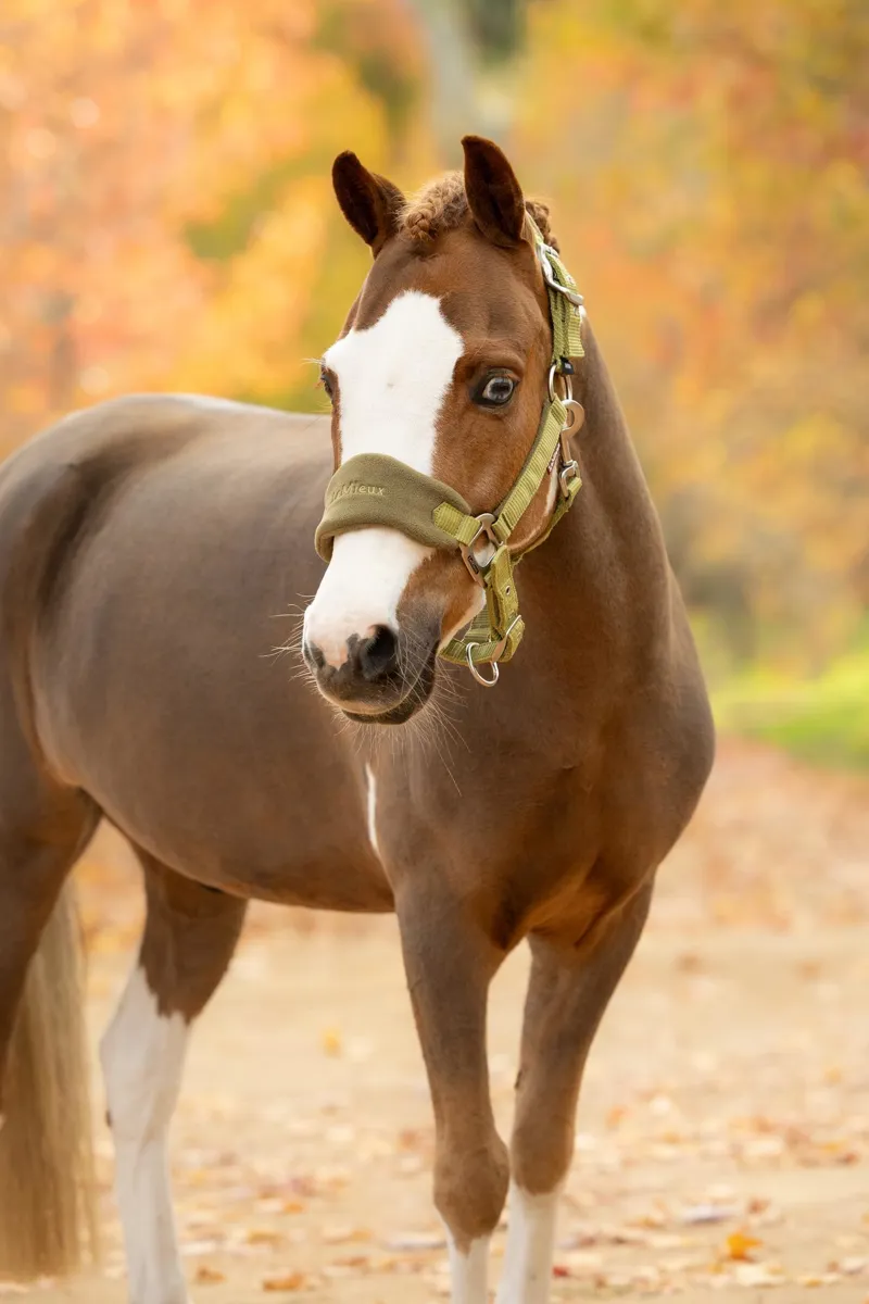 LeMieux Mini Vogue Headcollar and Leadrope in Gooseberry-2