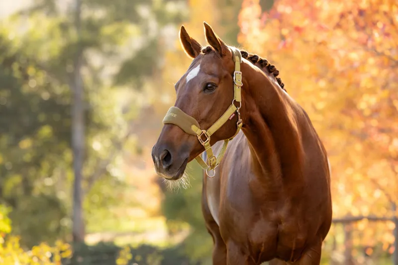 LeMieux Mini Vogue Headcollar and Leadrope in Gooseberry-1