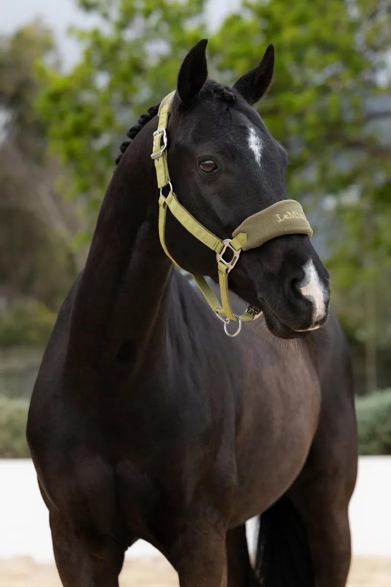 LeMieux Mini Vogue Headcollar and Leadrope in Gooseberry-3