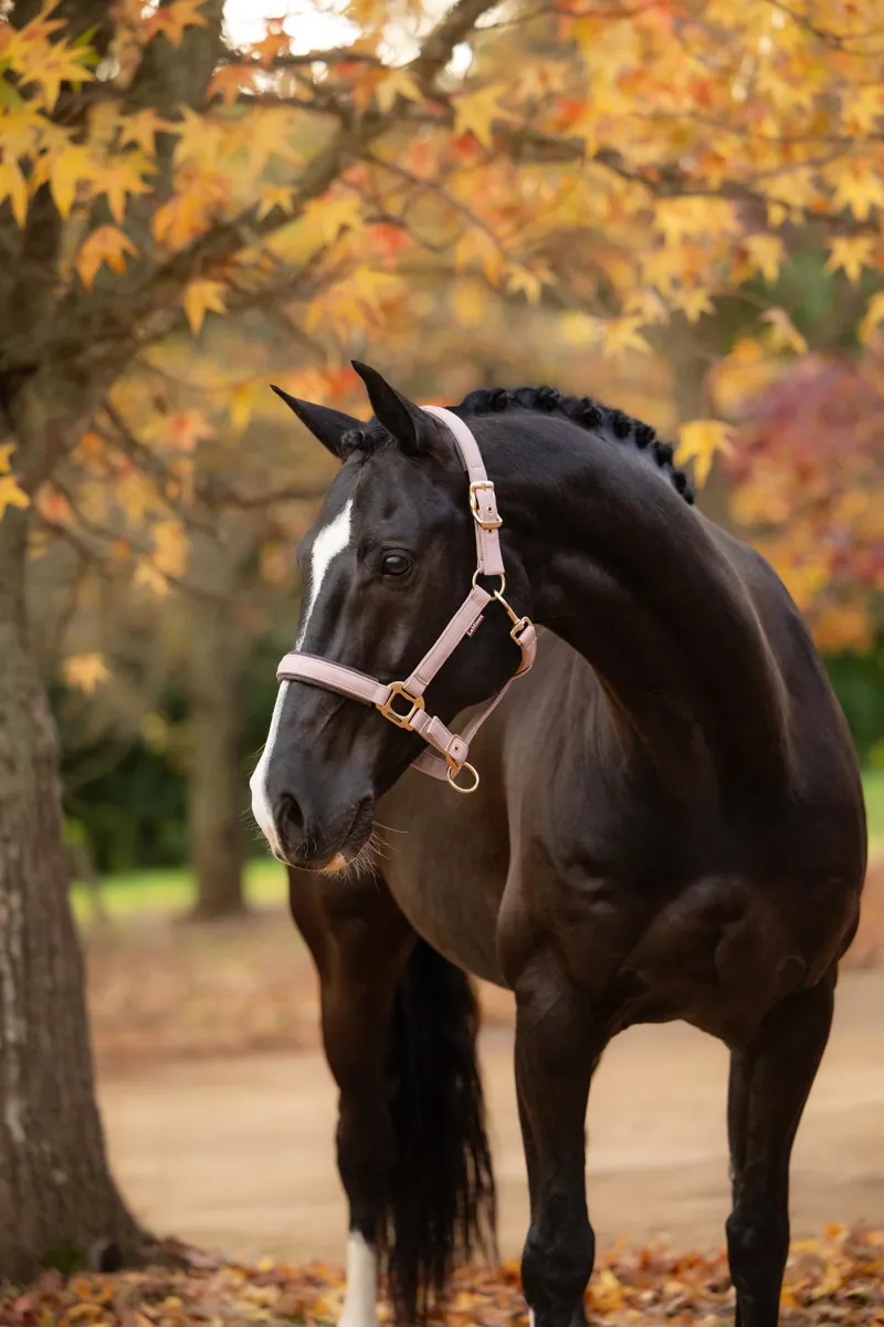  LeMieux Essence Headcollar in Wild Rose-1