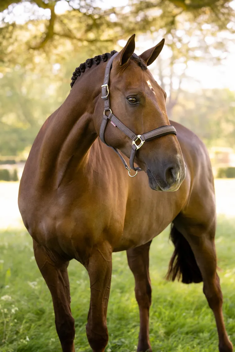 LeMieux Heritage Headcollar Cocoa-1