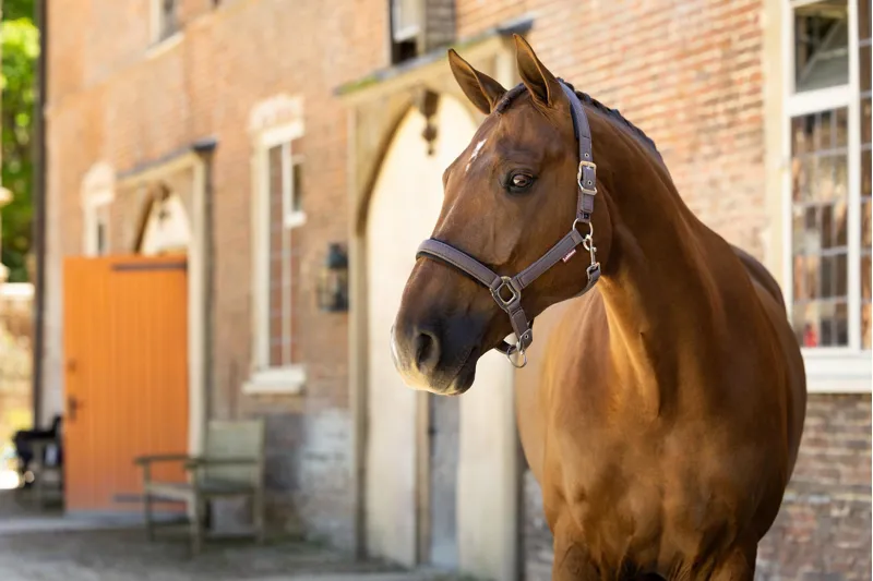 LeMieux Heritage Headcollar Cocoa-2