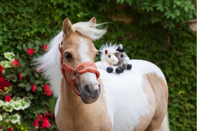 LeMieux Tiny Beanie Donkey Daphne-5