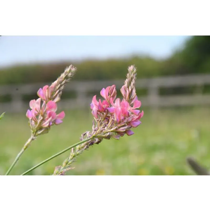 Simple System Sainfoin Pellets 20kg-1