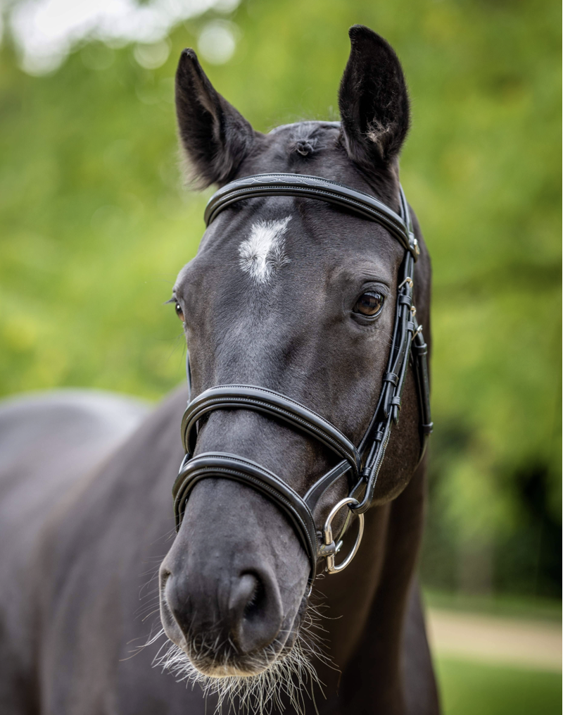 LeMieux Kudos Double Noseband Bridle Black/Silver-1