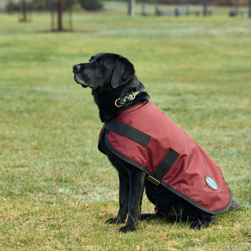 Weatherbeeta ComFiTec Classic Waterproof Dog Coat Burgundy-2