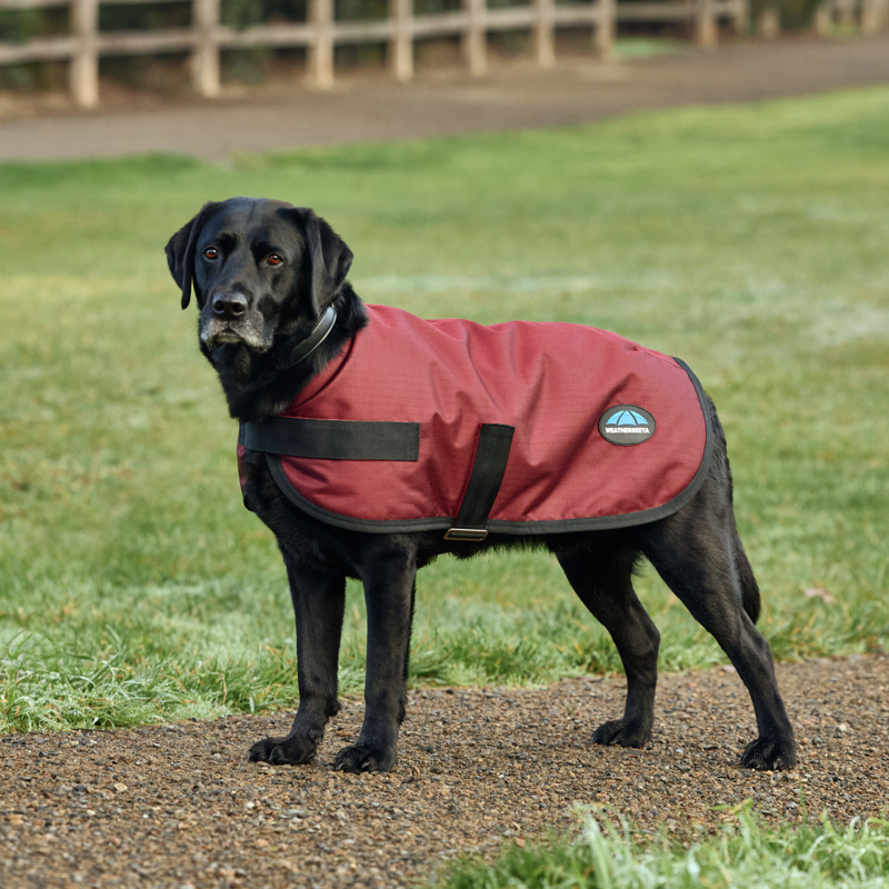 Weatherbeeta ComFiTec Classic Waterproof Dog Coat Burgundy-1