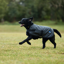 Weatherbeeta ComFiTec Classic Waterproof Dog Coat Charcoal