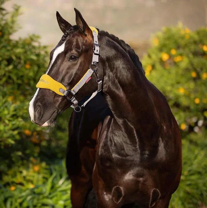 LeMieux Vogue Head Collar Dijon-1