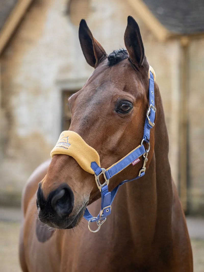 LeMieux Vogue Headcollar and Leadrope in Badminton Blue-1