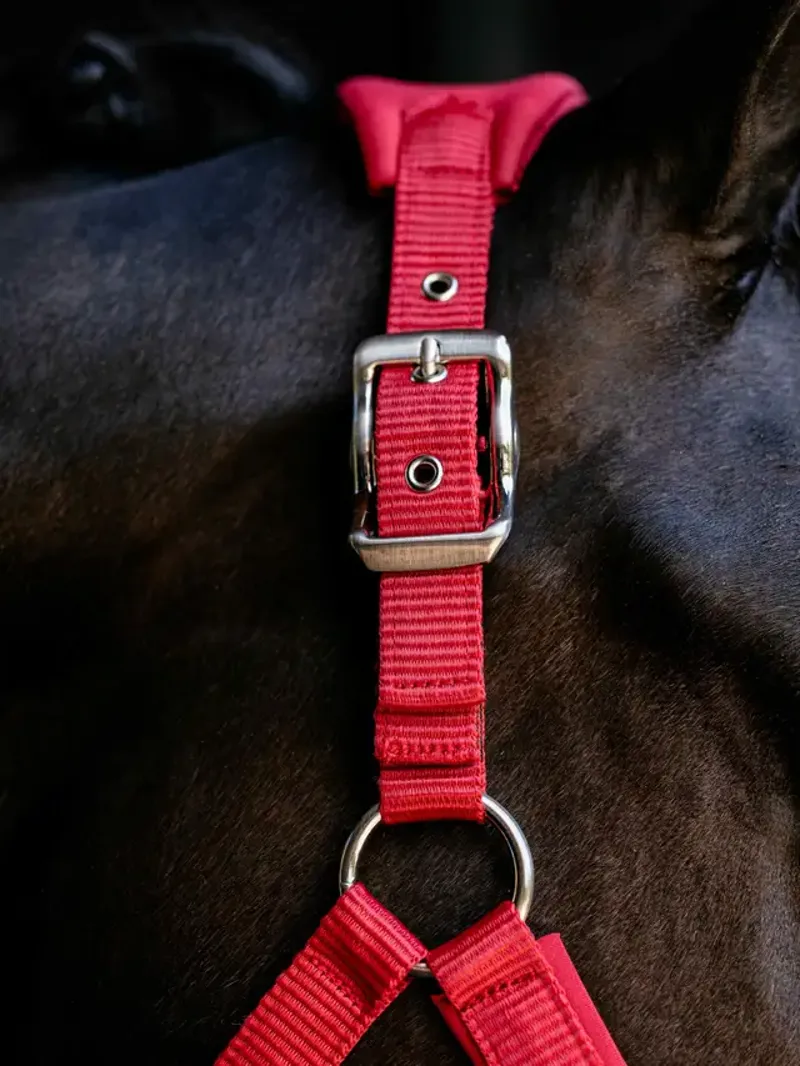 LeMieux Breakaway Mini Vogue Headcollar in Chilli-1