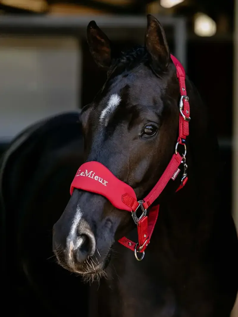  LeMieux Breakaway Vogue Headcollar in Chilli-3