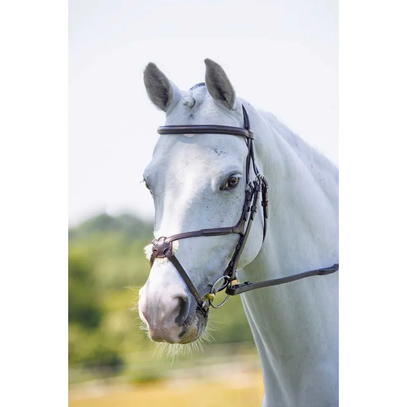 Velociti Grackle Bridle Havana