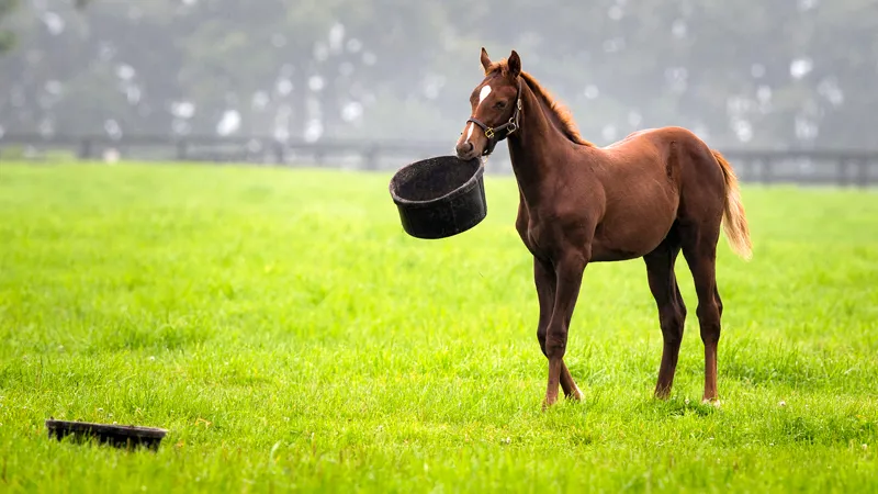 Horse Supplements