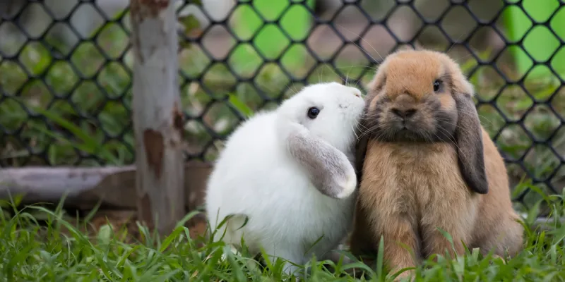 Rabbit
