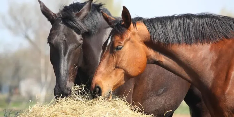  High-Quality Forage for Horses - Haylage, Hay & Straw