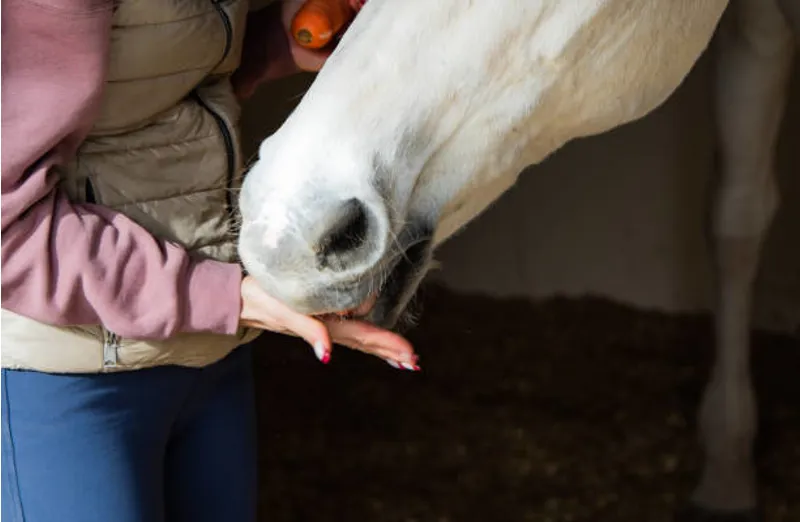Horse Treats