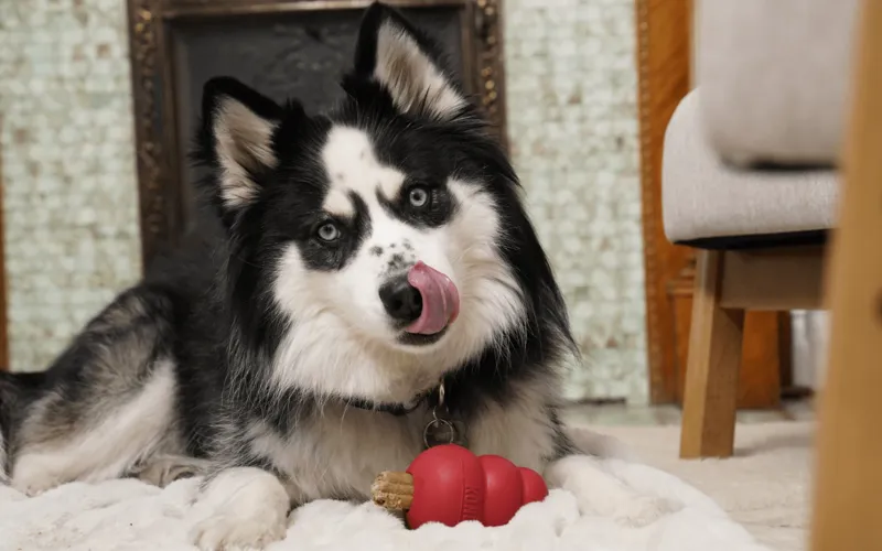 Dog Toys