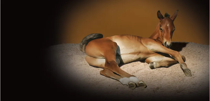 Premium Animal Bedding: Shavings, Straw, and Pellets